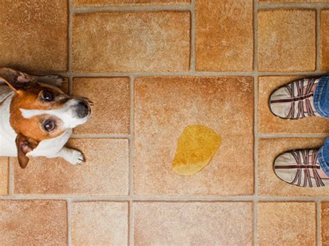 como ensinar cachorro velho a fazer necessidades no lugar certo